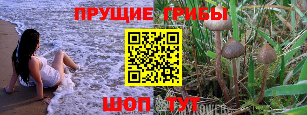 Псилоцибиновые грибы Psilocybine cubensis Советск
